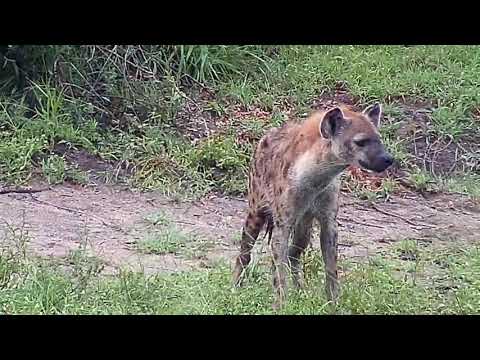 Djuma: Lone Hyena - 16:43 - 01/06/21