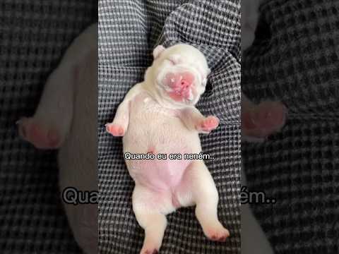 O melhor é o final ❤️ #cachorros #cachorro #shorts
