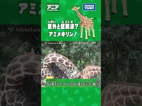 【アニア研究所】　意外と武闘派!?アミメキリン!　#アニア #タカラトミー #shorts #アドベンチャーワールド