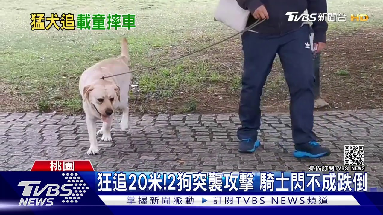 走開啦!野狗狂吠猛追 母女嚇壞摔車傷