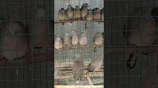 Download lagu Perkutut Ombyokan Paling Dicari mp3