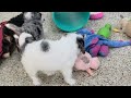 Mini Bernedoodle dogs for sale: Poppy - Video 1