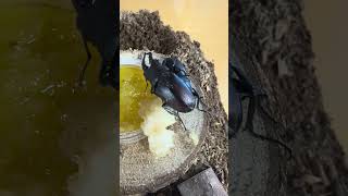 2026年8月8日 ノコギリクワガタたちの様子✨