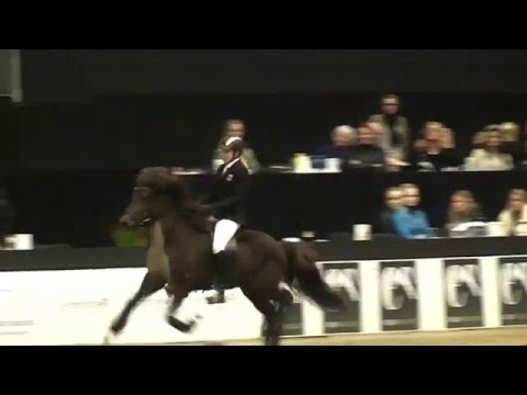 Gletting vom Kronshof, OD16T1