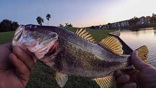 INCREDIBLE Shoreline Pond Bass Fishing in Florida (7 BITE FLURRY & INSANE NUMBERS!!!)