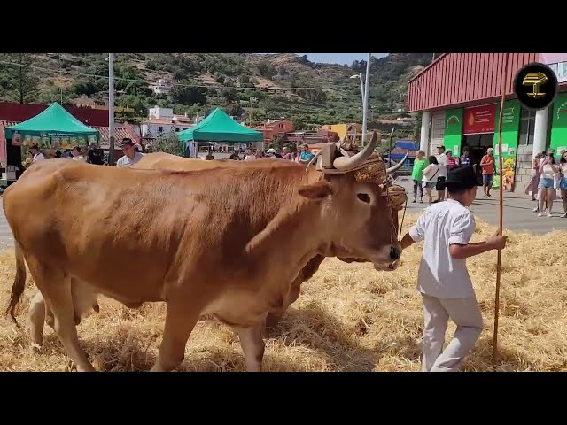 Fiesta del Agricultor de San Mateo