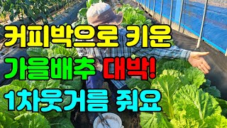 추석배추 이렇게 키웠더니 대박났어요. 어떻게 키웠는지 알려드릴께요.