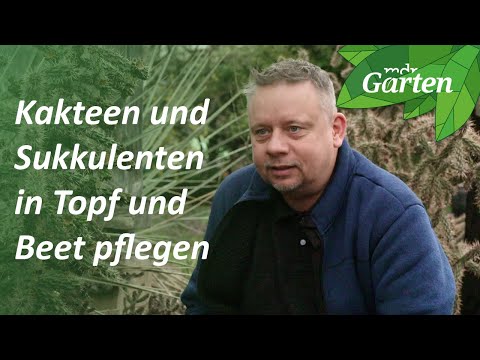 , title : 'So pflanzen und pflegen Sie Freilandkakteen | MDR Garten'