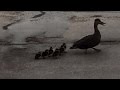 Police Stop Traffic So Mama Duck And Babies Can Waddle Across Busy Road