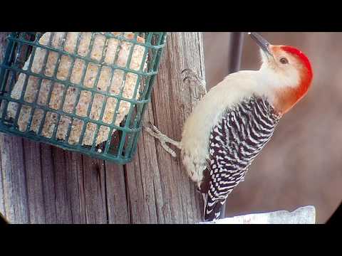 Red-bellied Woodpecker at Suet Feeder in South Dakota