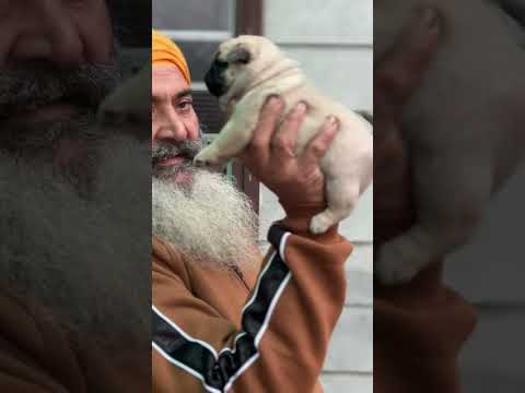 #pug#dogenrichment #dogshorts #dogs #pugpuppies #dogsales  location Delhi Rohini 7678445926