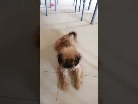 😍 AMO A MIS CANINOS 🐕🐕🐕🐕...... LUCY