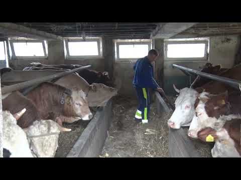 Tešanjska hronika 827 - Uspješno poljoprivredno gazdinstvo Adisa Beširevića