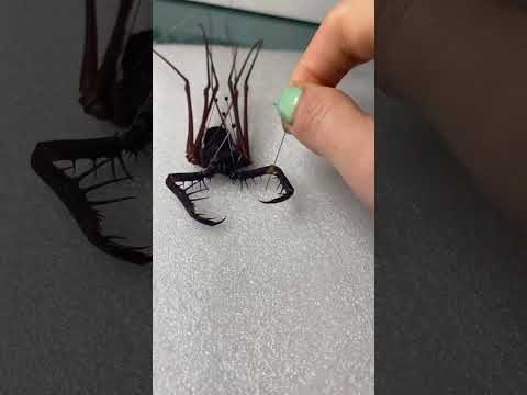 commonly known as whip spiders and tailless whip scorpions #entomology #taxidermist #shorts
