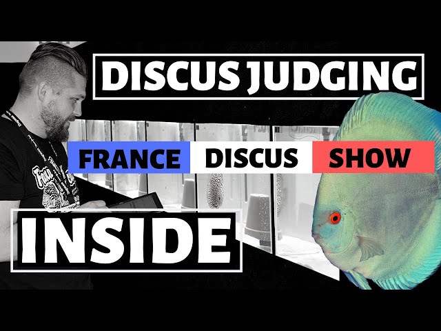[INSIDE] FRANCE DISCUS SHOW COMPETITION - Concours de beauté pour un poisson d'aquarium