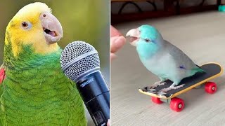 Smart And Funny Parrots Parrot Talking Videos Compilation (2024) - Cute Birds #23