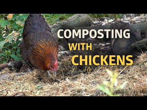 Features of our Permaculture Chicken Pen and Compost Area