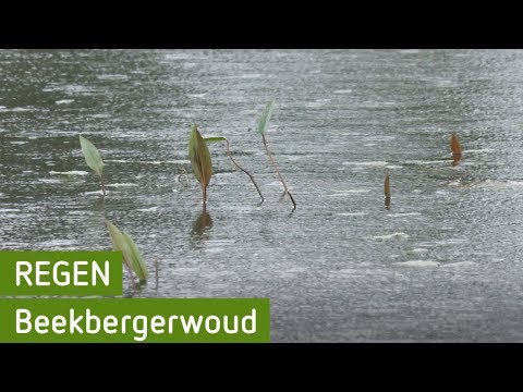 Timelapse regen | Beekbergerwoud