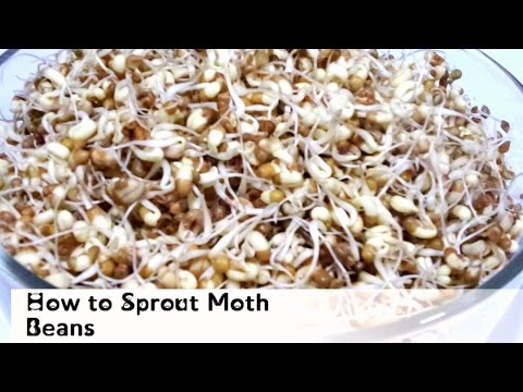 How to Sprout Moth Dal