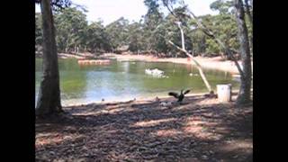 Perez Prado - asi asi