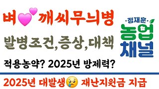 벼 깨씨무늬병???? 발병조건, 증상, 대책, 적용농약???? 2025년 방제력???? 2025년 대발생으로…