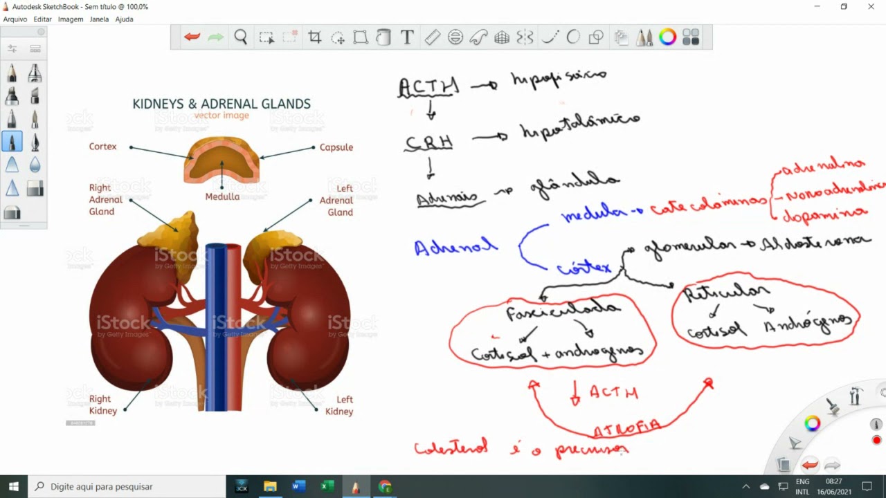 ACTH - Cortisol - Sindrome de Cushing - Doença de Addison- FSH e Hormonios da tireóide T3 e T4
