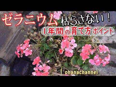 春にゼラニウムを取り出す時期はいつですか？夏の間ずっと花を咲かせるためのお手入れ方法をご紹介します。  庭園
