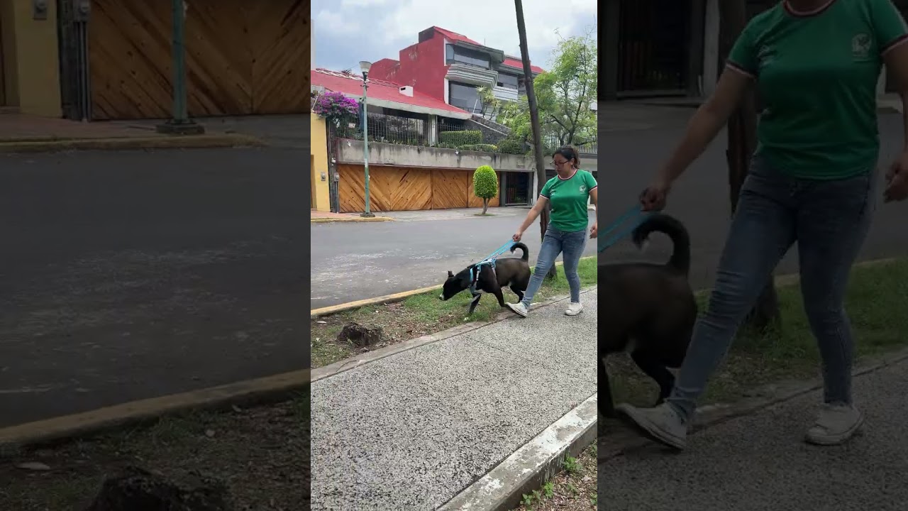 Enlarge TACO, a Adoptable mixed breed in Langley, BC video 4/6