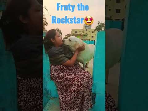 Fruty Rockstar🤩 #viral #shortvideo #dog #labrador #labradorretriever #animals #shots #love #lab