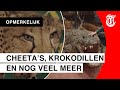 Gesnapt: hal vol met opgezette dieren