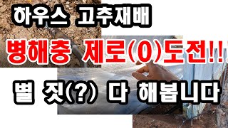 하우스 고추재배 병해충 제로(0)도전. 별 짓 다 해봅니다(농작물 병충해, 해충 퇴치, 해충 박멸, 응애, …