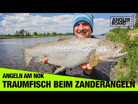 Amazing! Dream fish from the Kiel Canal | Sea trout, eel, and zander fishing | Anglerboard TV