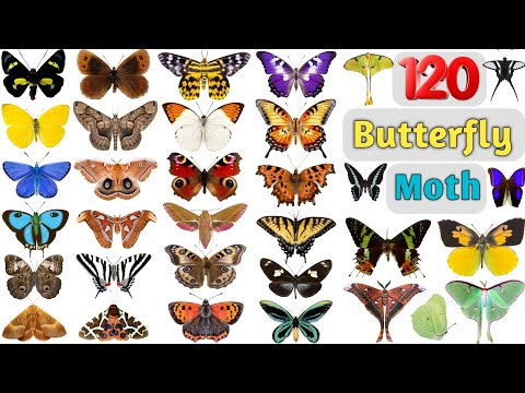 Butterfly & Moth Vocabulary ll 120 Butterflies and Moths Name In English With Pictures ll Butterfly