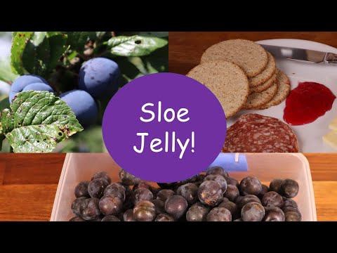 How to make Sloe Jelly (not Sloe Gin!)