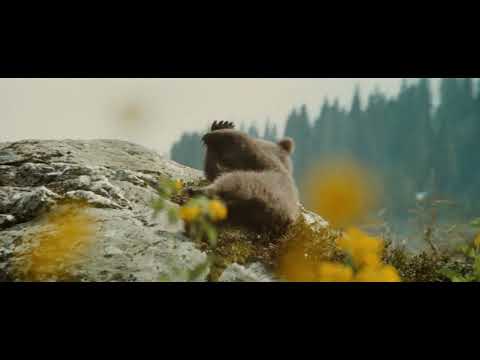 L'OURS de Jean-Jacques Annaud - Bande-Annonce (1988)