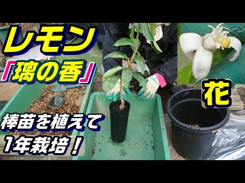 凍ったレモンの木を保存するにはどうすればよいですか？春に生い茂る木を守るための 4 つのステップ  庭園