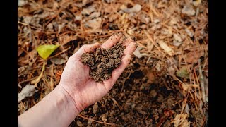 Transform Your Dead Dirt into Healthy Soil