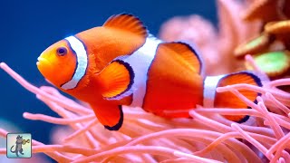 2 HOURS of Stunning Clownfish, Coral Reefs & Colorful Sea Life 🐠 Ocean Fish Relaxing Aquarium Music