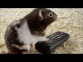 Netflix TV Commercial Hamster Talk