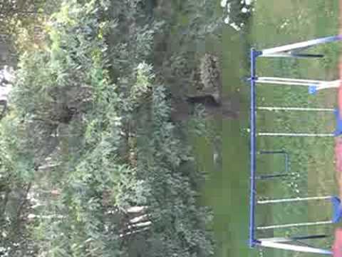 Bears in our oak tree