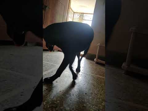 Funny Dog | Catching Light | Sahithi's World