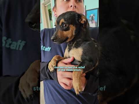 Perro escondido en una caja ahora tiene la casa más cómoda | The Dodo