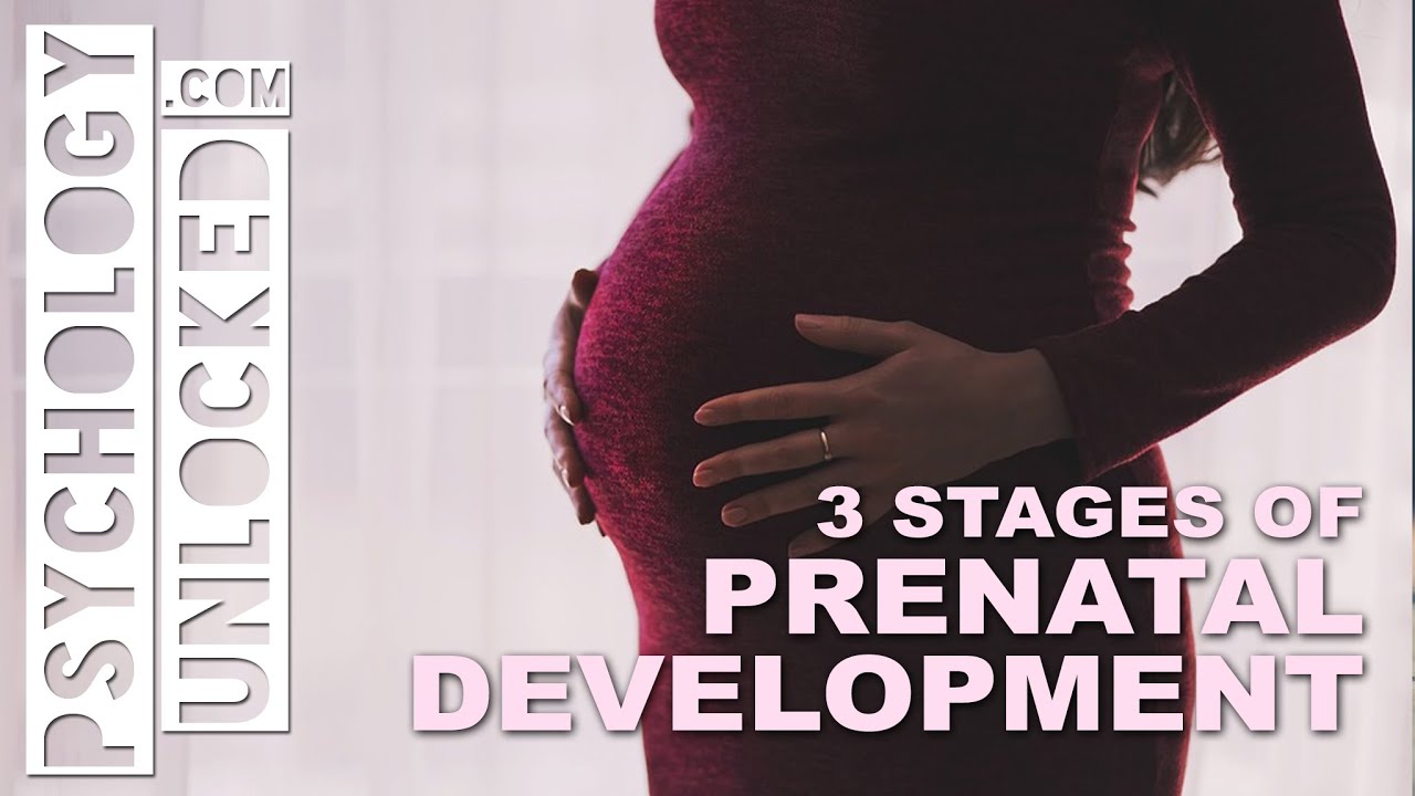 Three Stages of Prenatal Development - When does Psychological Development start?