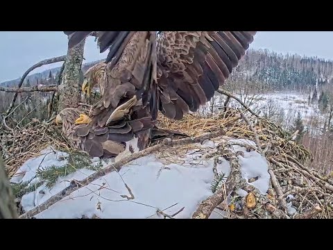 Jūras ērgļis~💞📣😍 First successfully mating in the nest! The season starts~3:10 PM 2026/02/06