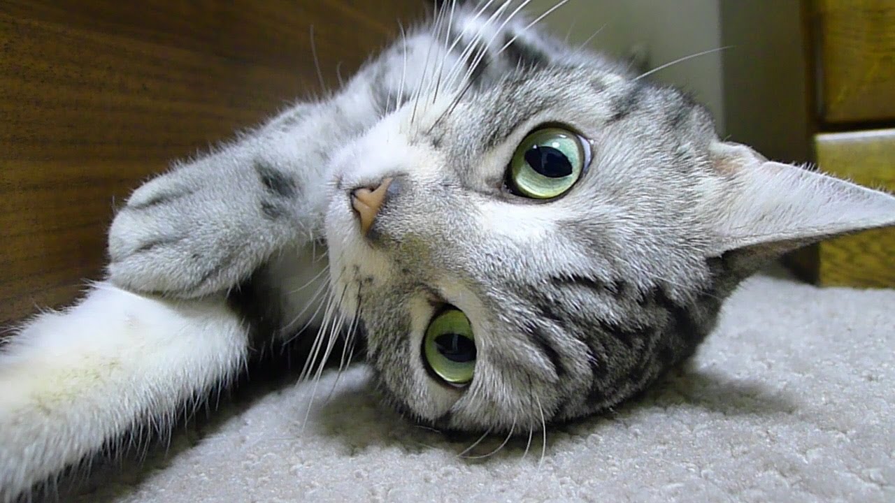 隙間から見ていた猫