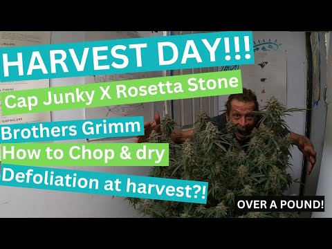 HARVEST! Cap junky X Rosetta stone, drying, defoliation, big yield highly recommend growing this!