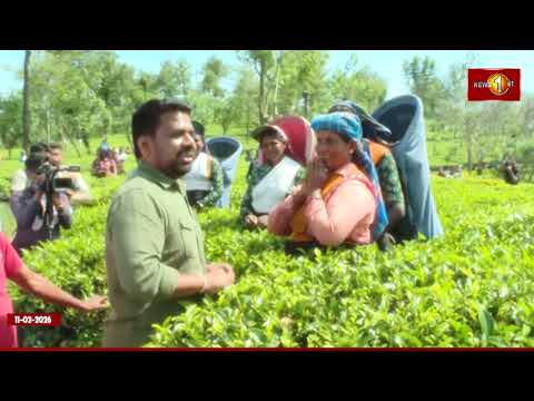 கொழுந்து பறித்துக்கொண்டிருந்த தொழிலாளர்களை சந்தித்து அளவளாவிய ஜனாதிபதி அனுர #akd #newsfirsttamil