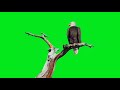 Eagle GREEN SCREEN EFFECT