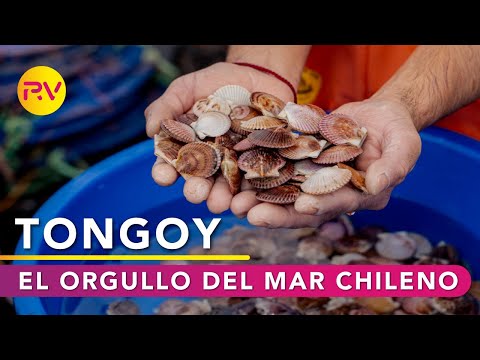 Chile Gastronomía