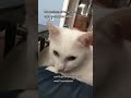 A Good Reason For Grey Tabby Cat Not To Move And Stay At Home Shorts